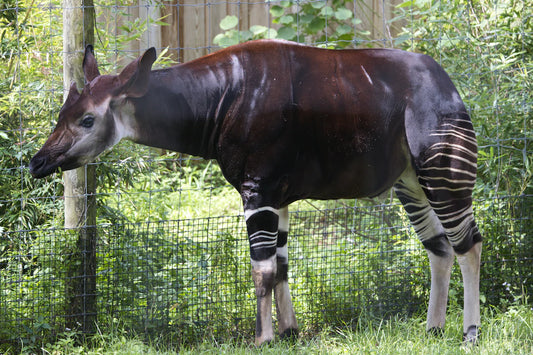 Unleash Your Style Animal Prints  Bold Colors in Leggings